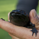 A wild axolotl in a conservation lab in Mexico City in 2014.